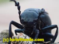 /home//u458753944/public_html/sourcegallery//////////////////Insects and small critters/beetles (Coleoptera)/P4070591.JPG